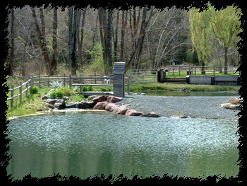 Poconos fish & pay ponds
