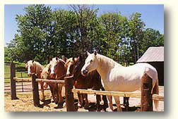 horses-O.jpg (12089 bytes)